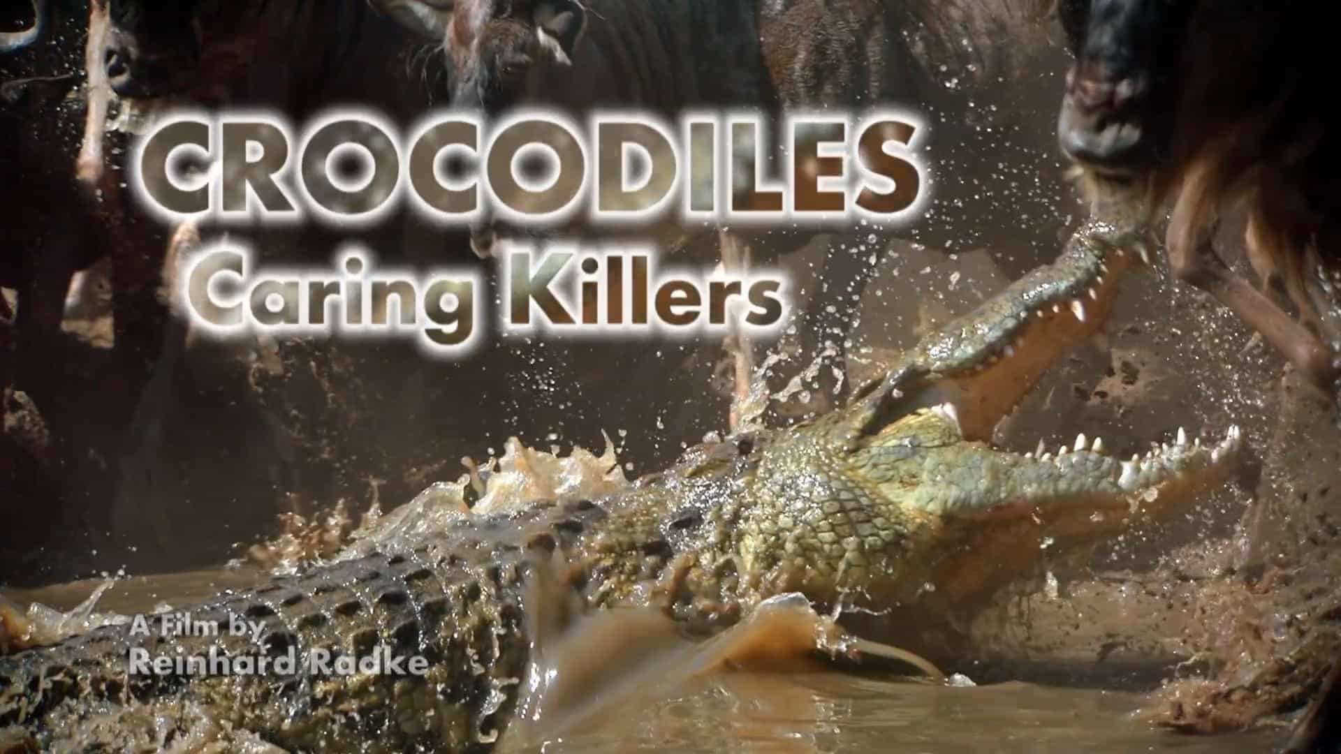 ZDF纪录片/鳄鱼不为人知的一面《鳄鱼—体贴杀手 Crocodiles Caring Killers 2012》全1集 英语英字 1080P高清下载