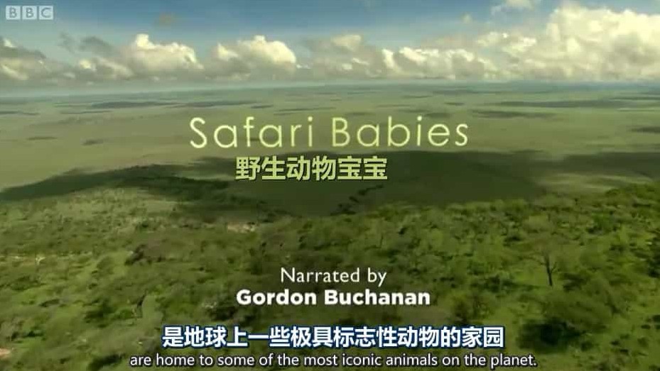 BBC纪录片/野生动物幼崽们《动物宝宝 Animal Babies 2016》第一季全3集 英语中英双字 720P高清下载