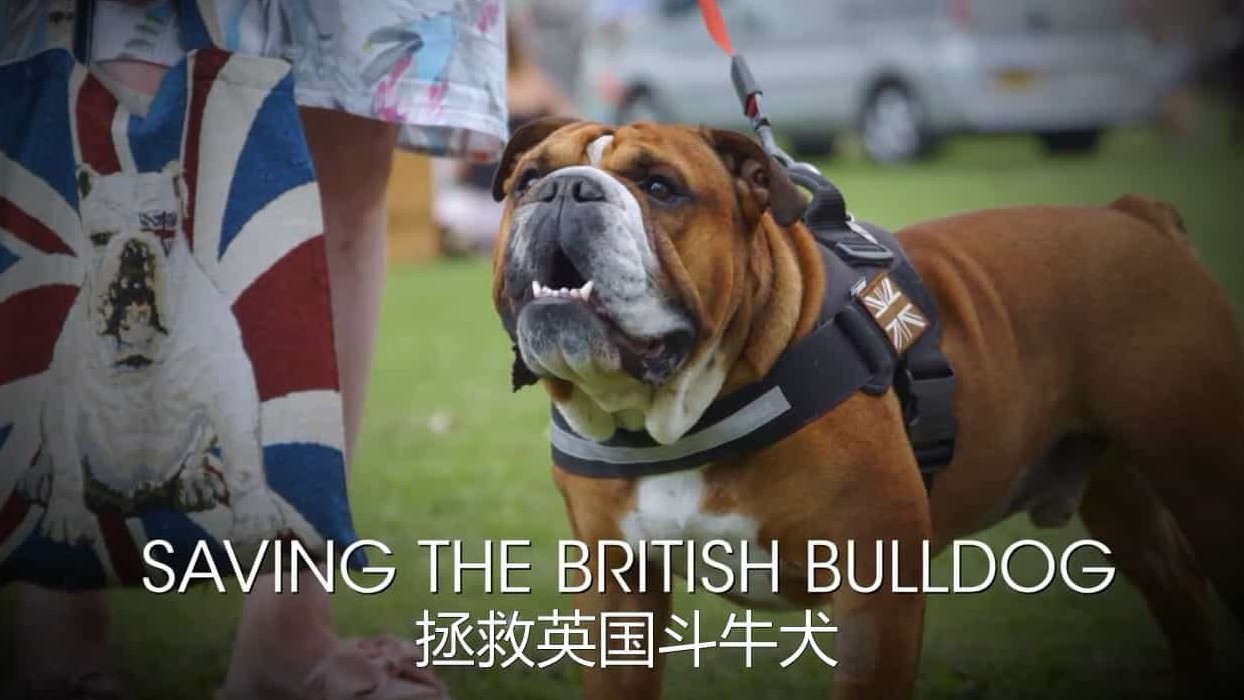 BBC纪录片/斗牛犬背后的故事《拯救英国斗牛犬 Saving the British Bulldog 2017》全1集 英语中字 720P高清下载