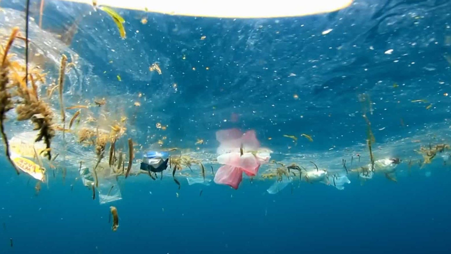  BBC纪录片/人类改变着海洋《解剖海洋：我们海洋的秘密 Ocean Autopsy: The Secret Story of Our Seas》全1集 英语中字 1080P高清下载