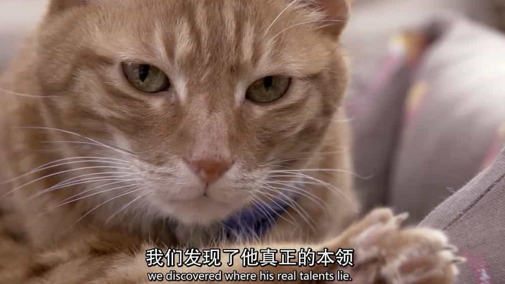 BBC纪录片/地平线系列《小猫日记 Little Cat Diaries》全1集 英语中字 720p高清下载