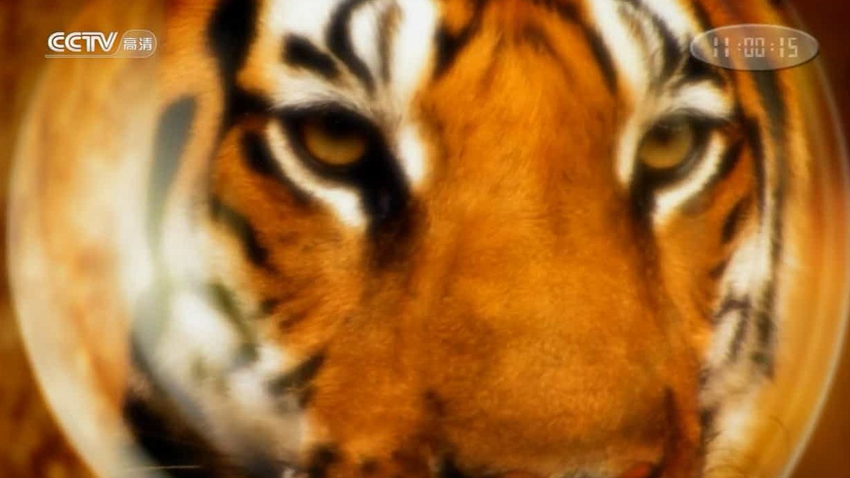 BBC纪录片/央视引进版《虎：丛林中窥探 Tiger - Spy in the Jungle 2008》全3集 国语中字 720P高清下载