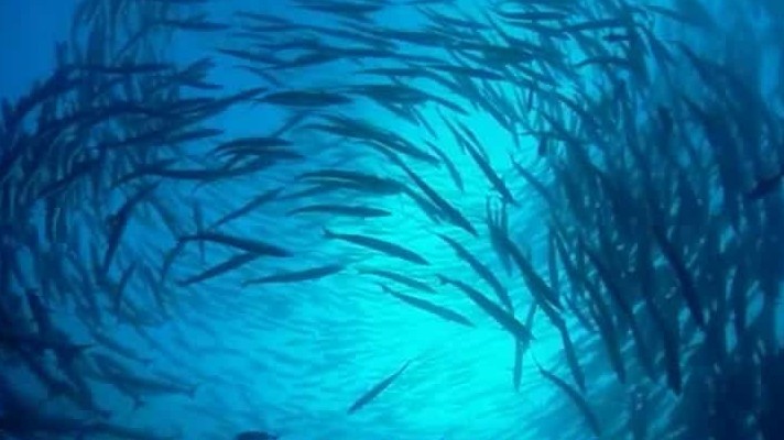 BBC纪录片《蓝色星球 Blue Planet》全10集 英语中字 720P高清网盘下载