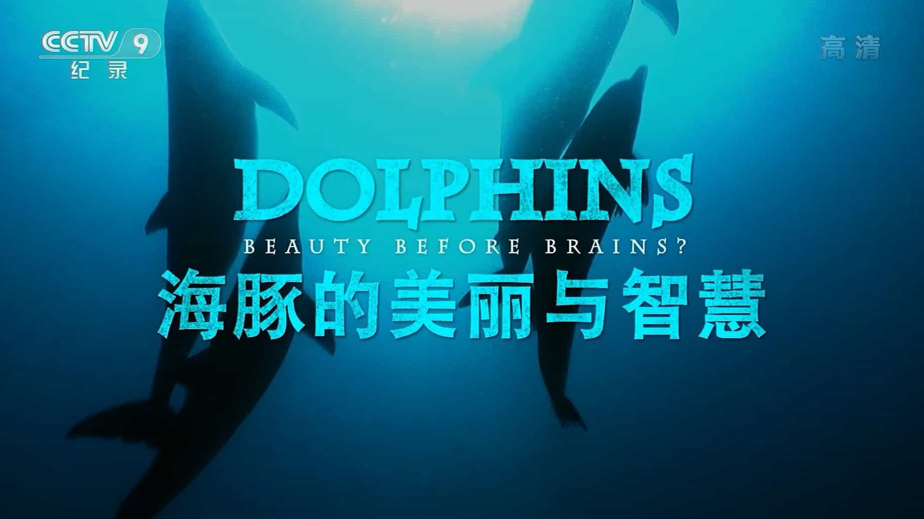 央视纪录片《海豚的美丽与智慧 Dolphins: Beauty Before Brains 2011》全1集 国语中字 1080i高清下载