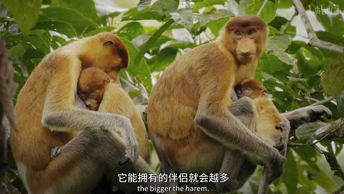 BBC纪录片/人类未踏足土地的奥秘《伊甸园 最后的秘境 Eden: Untamed Planet 2021》全6集 英语中英双字 4K超高清下载 