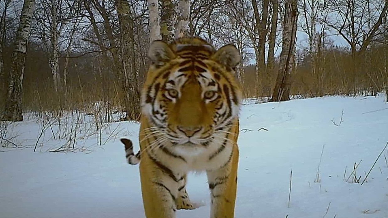 BBC纪录片《雪虎行动/雪虎任务/西伯利亚虎 Operation Snow Tiger 2013》全2集 英语中字 720P高清网盘下载