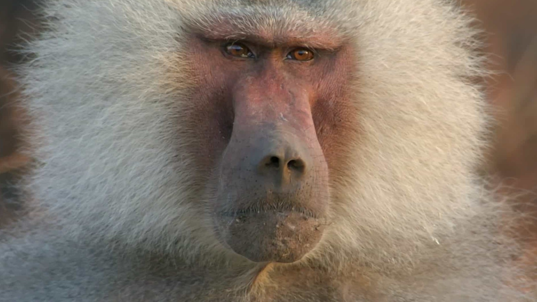 BBC纪录片《自然世界：与狒狒同行 Natural World：Living with Baboons 2012》全1集 英语外挂英字 1080P高清网盘下载