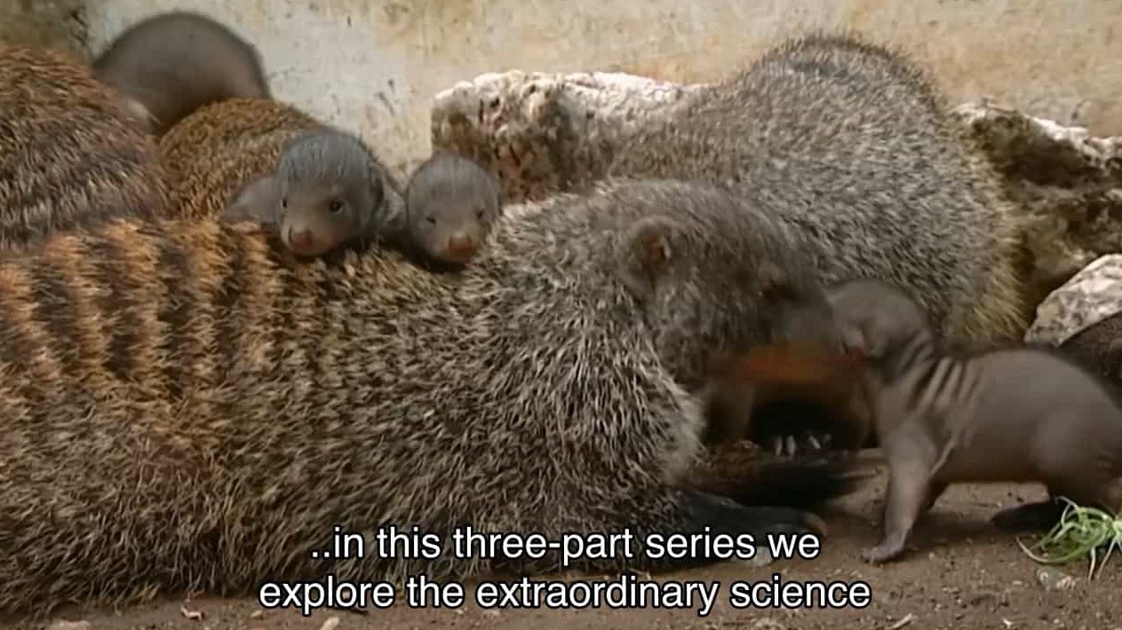 BBC纪录片《动物超级父母 Animal Super Parents》全3集 英语中字 720P高清网盘下载 