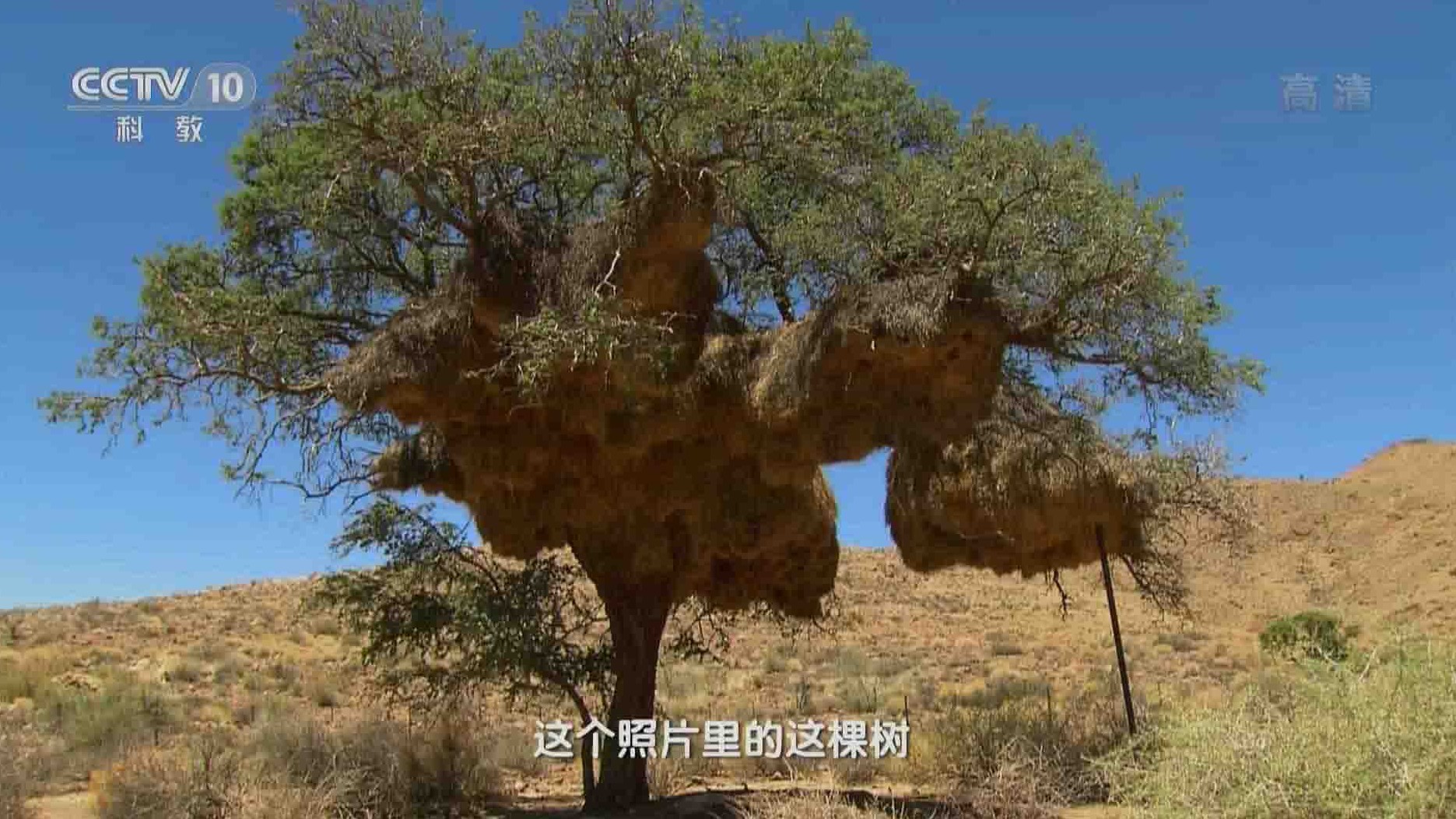 央视地理中国《国际生物多样性日特别节目：地球家园》全6集 国语中字 1080P高清网盘下载