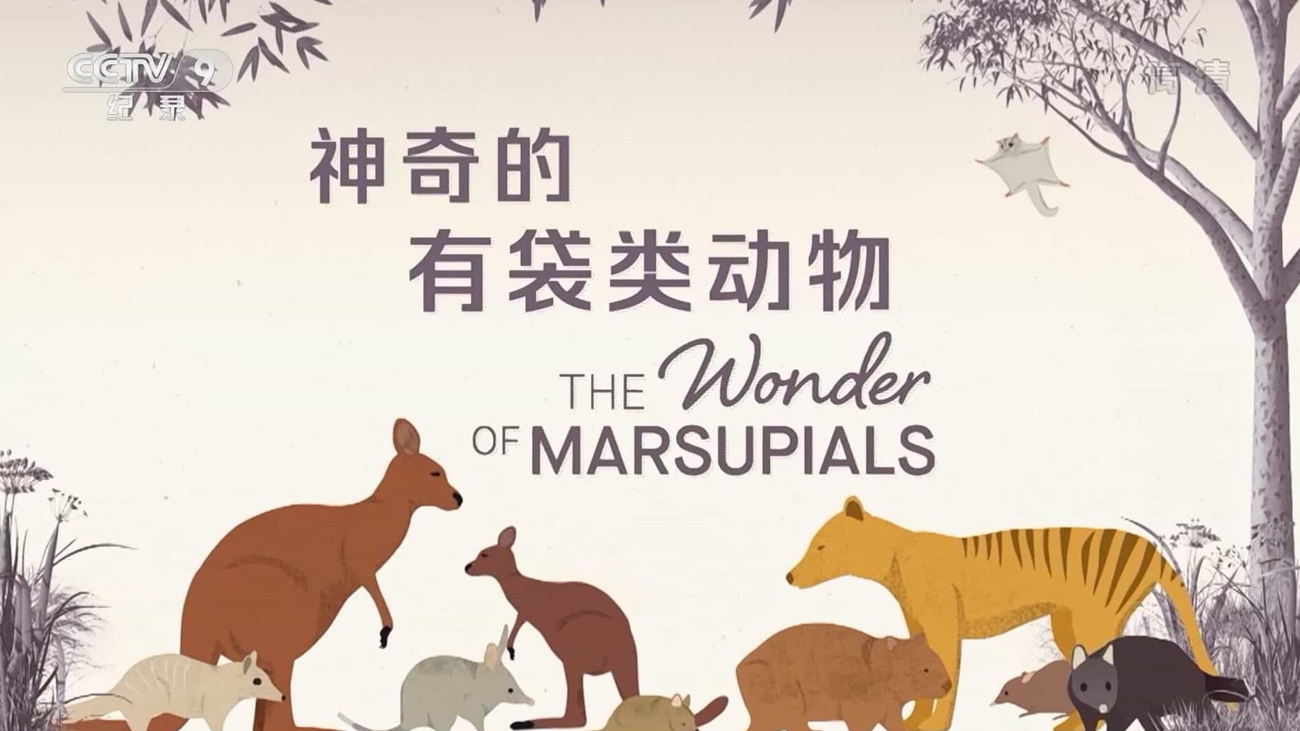央视自然传奇《神奇的有袋类动物 2018》全1集 国语中字 720P高清网盘下载
