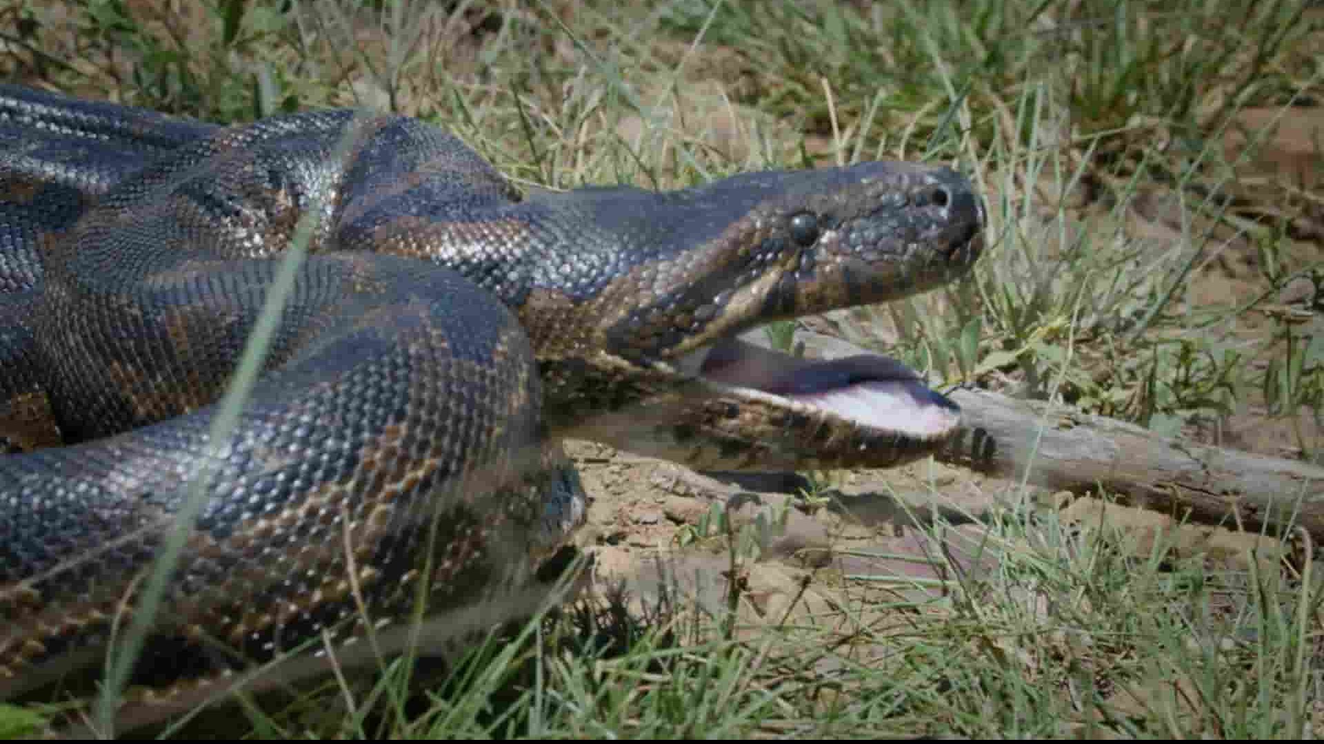 国家地理《蟒蛇女王 Queen of the Pythons 2019》全1集 英语中英双字 1080P高清网盘下载
