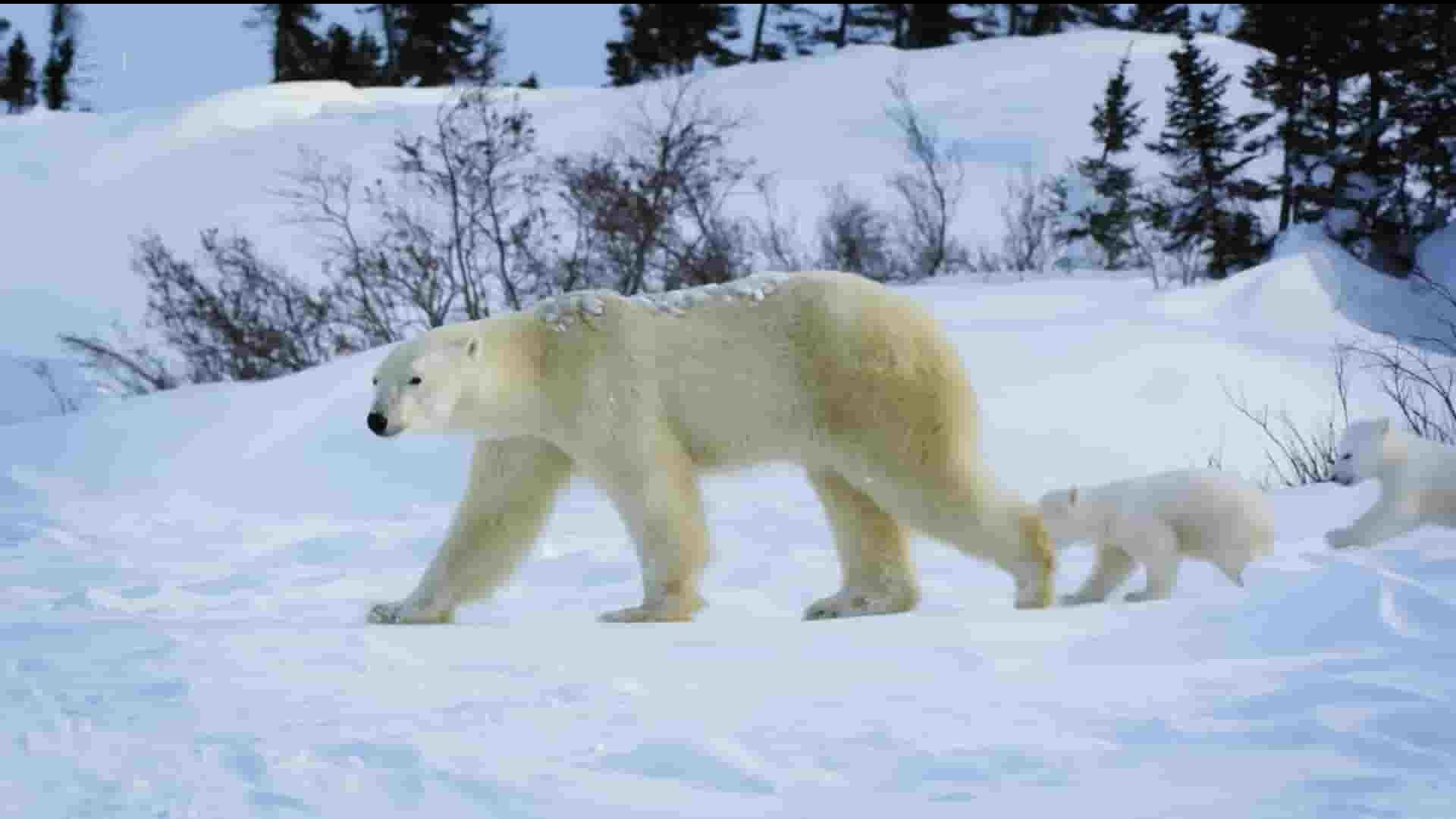Ch5纪录片《加拿大：野外奇境年鉴 Canada A Year in the Wild 2018》第1季全4集 英语外挂中字 1080P高清网盘下载 