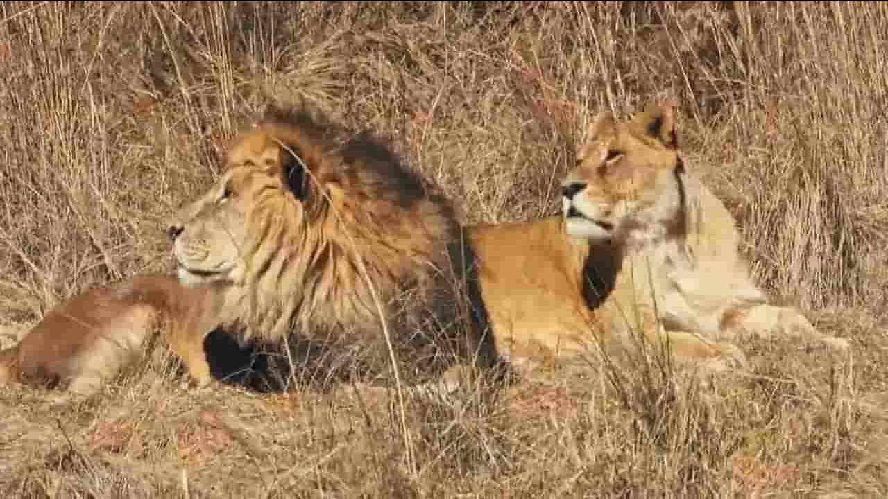 ORF纪录片《狮岩保护区：王者归来 Lionsrock Return Of The King 2014》全1集 英语英字 720P高清网盘下载 