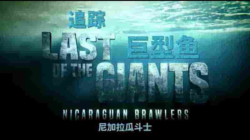 加拿大纪录片《追踪巨型鱼/最后的鱼类巨兽 Last of the Giants 2023》第2季全8集 国语中字 1080P高清网盘下载
