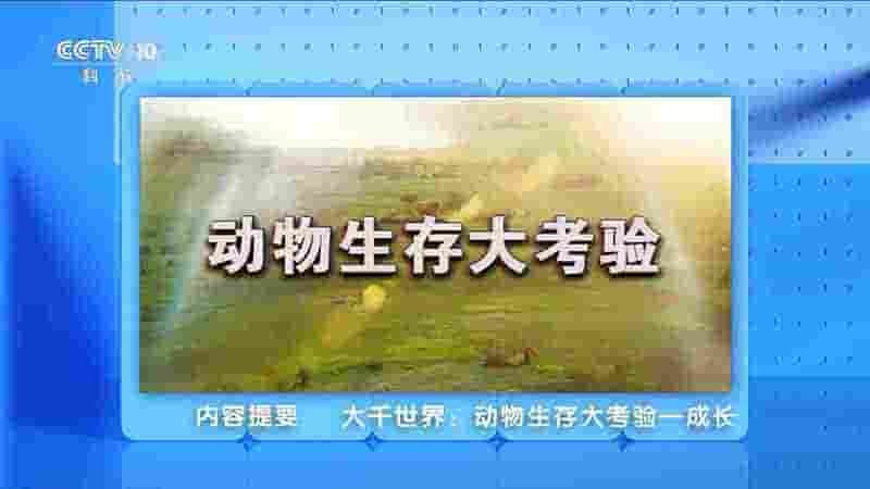 南非纪录片《动物生存大考验 Wild Dynasties 2019》全3集 国语中字 1080i高清网盘下载