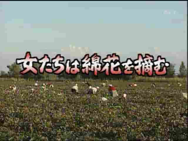 NHK纪录片《采棉女：中国劳务输出的三个月 2004》全1集 日语中字 标清网盘下载