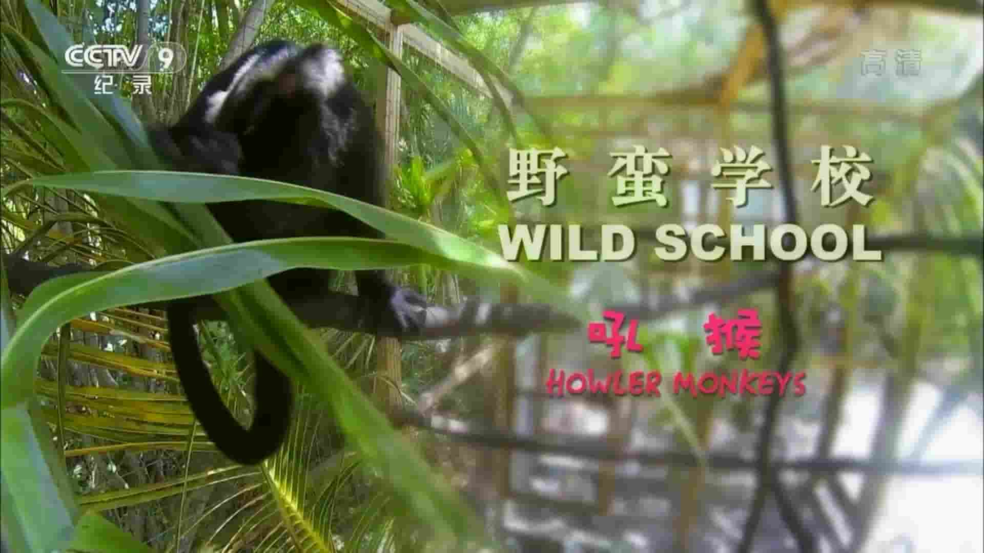 央视改版/BBC纪录片《野蛮学校 Wild School 2018》全6集 国语中字 1080P高清网盘