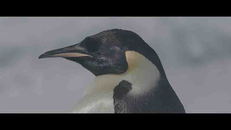 法国纪录片《帝企鹅日记2：召唤 March of the Penguins 2: The Call 2017》全1集 法语中字 4K超高清网盘下载
