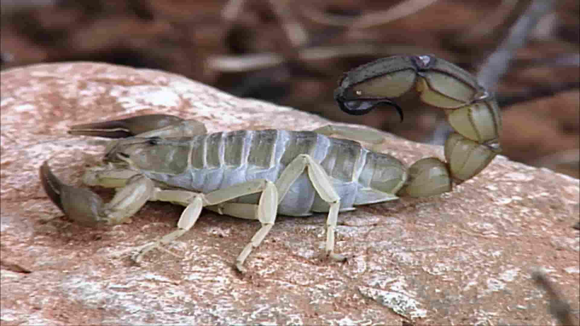 美国纪录片《蝎子：8条腿的死神 Scorpions:Death on 8 Legs 2018》全1集 英语中英双字 1080P高清网盘