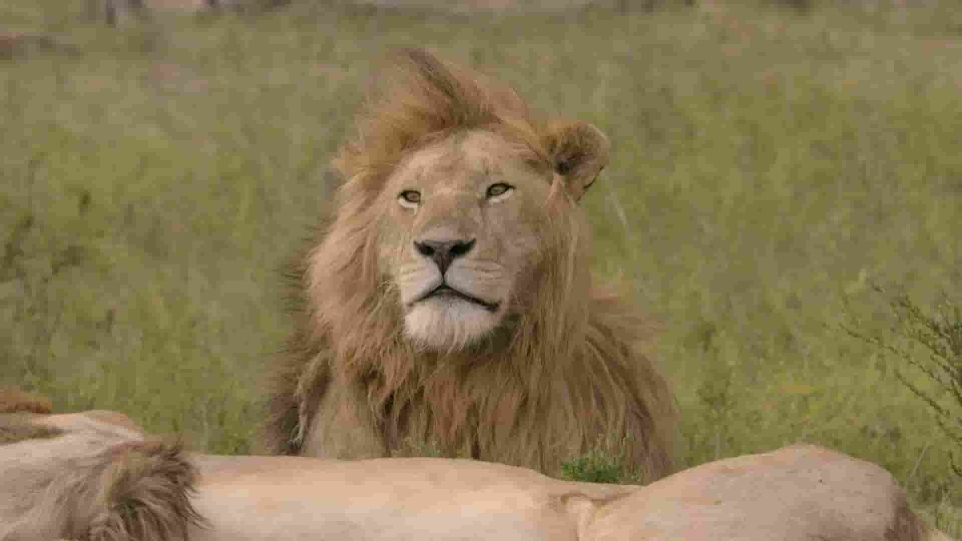 澳大利亚纪录片《大猫传奇 Big Cat Tales 2020》第1-2季全8集 英语中英双字 1080P高清网盘