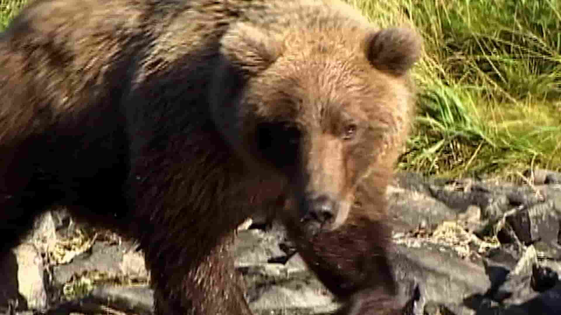 美国纪录片《灰熊人日记系列 Diary Of The Grizzly Man: Series 2022》全3集 英语中英双字 1080P高清网盘