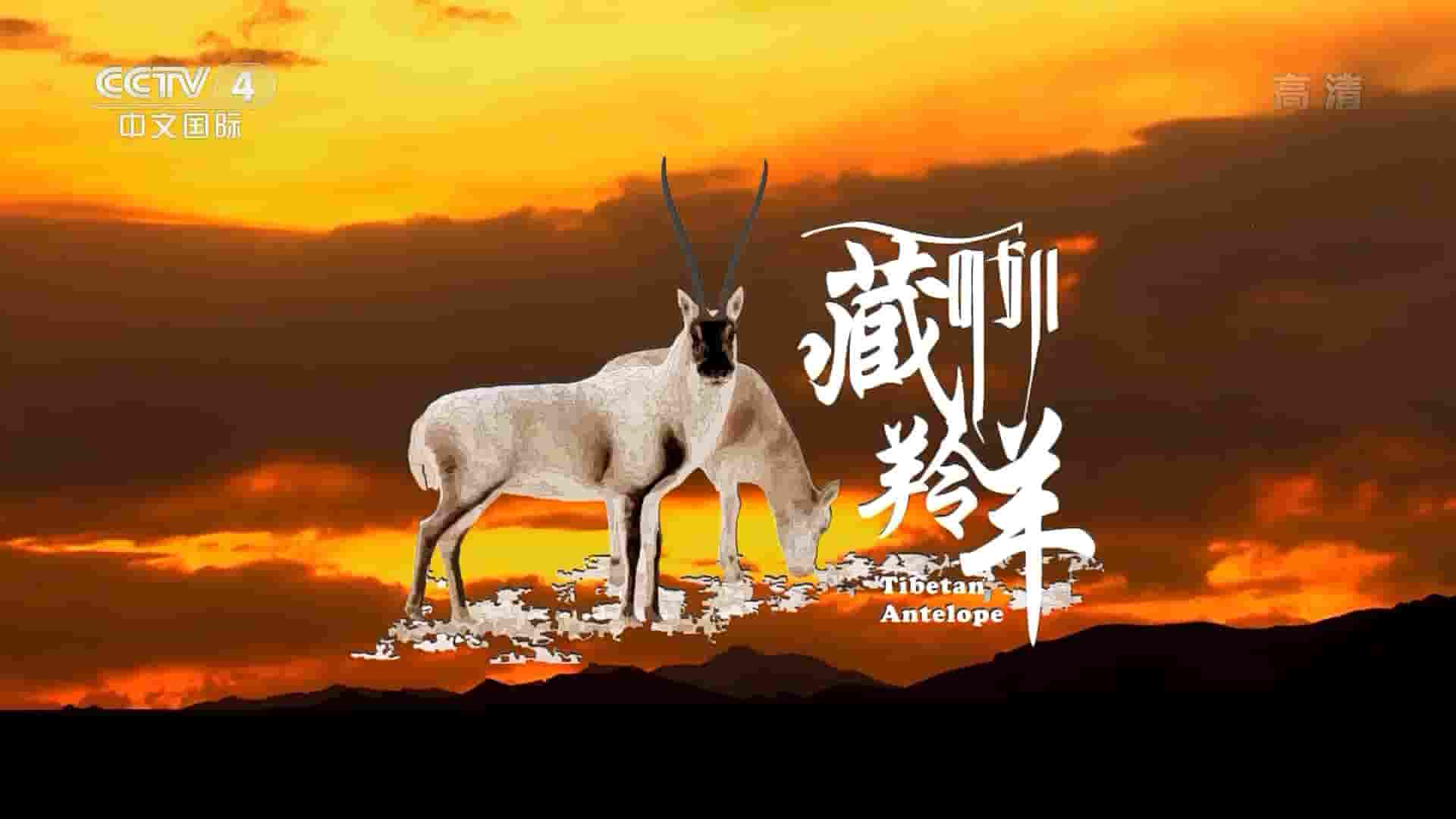 央视纪录片《藏羚羊 Tibetan Antelope 2022》全1集 国语中字 1080P高清网盘