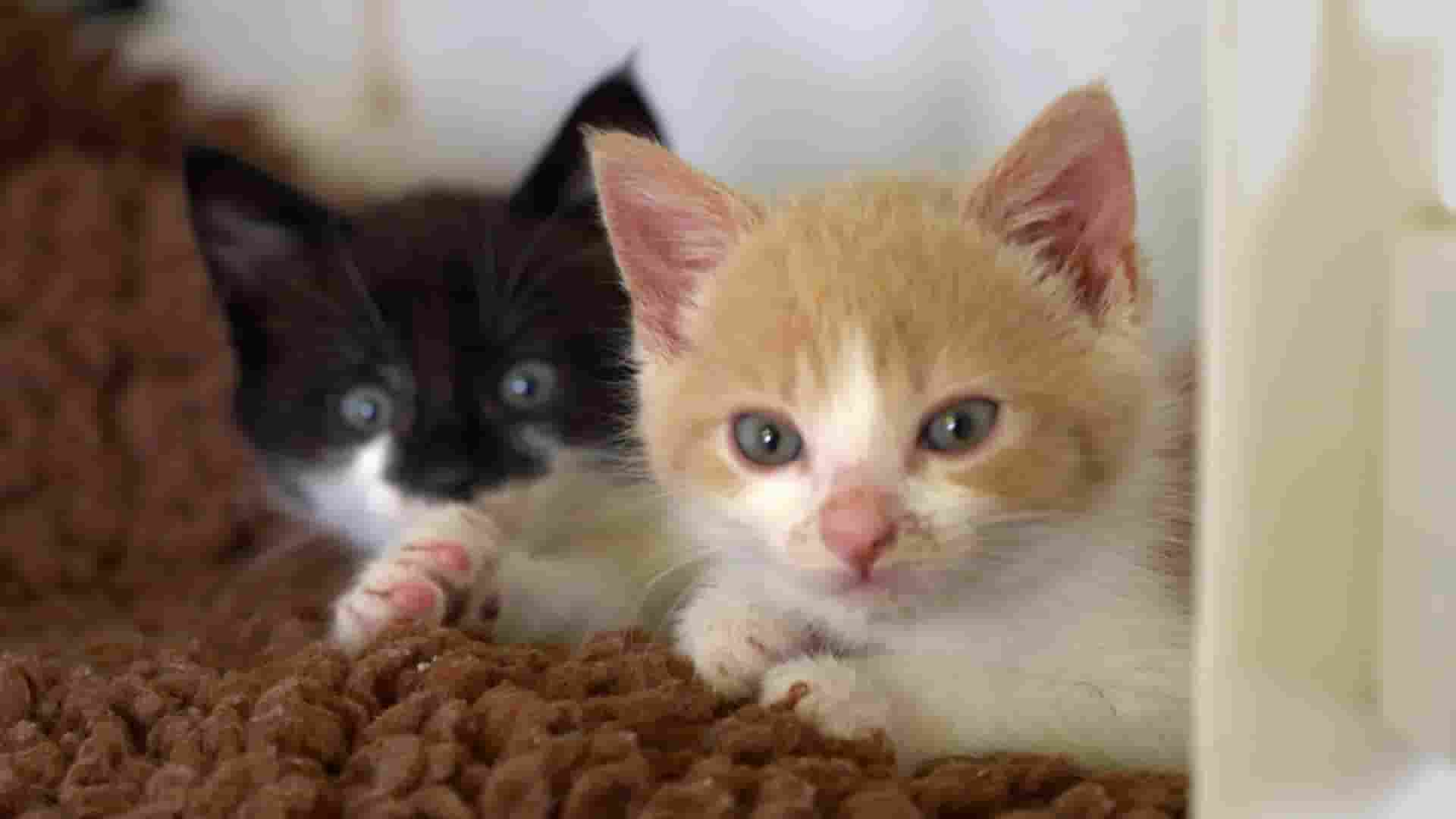  美国纪录片《猫咪救援队 Kitten Rescuers 2020》第1-2季全14集 英语中英双字 1080P高清网盘