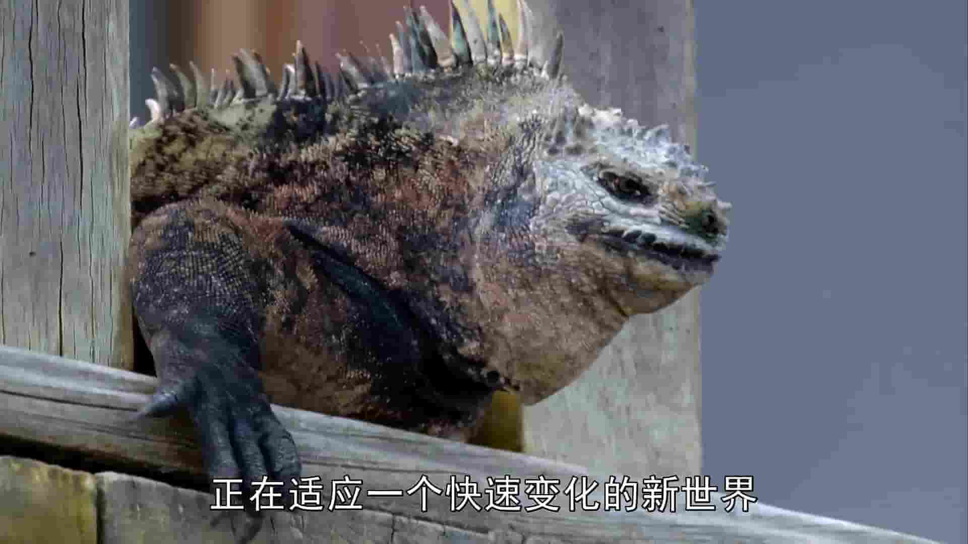 BBC纪录片《自然世界：加拉帕戈斯群岛的变化 Natural World: Galapagos - Islands Of Change 2015》全1集 英语中英双字 1080P高清网盘