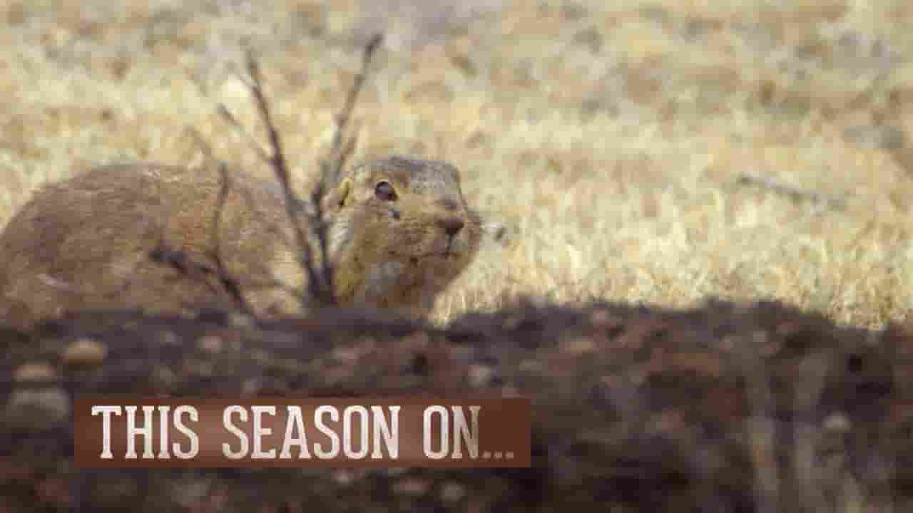 国家地理《土拨鼠大宅门 Prairie Dog Manor 2019》全12集 多国语言多国字幕 720P高清网盘