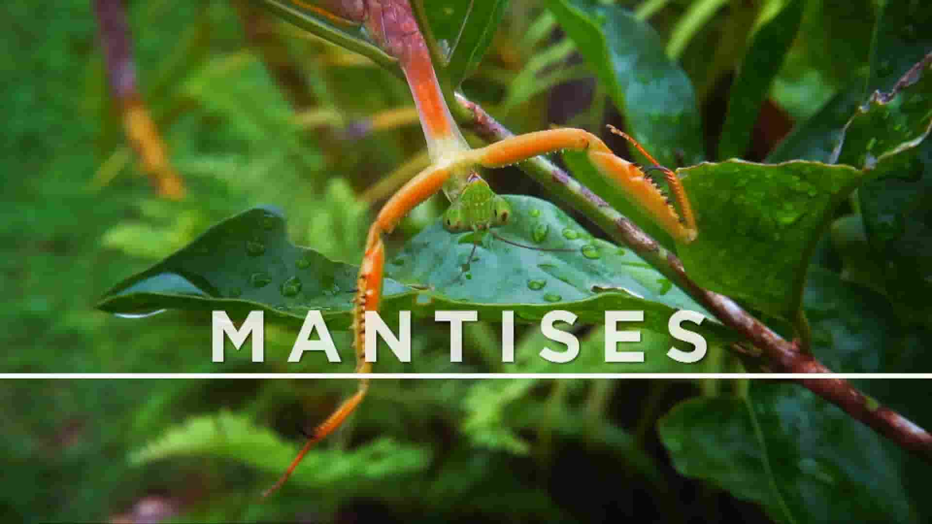 德国纪录片《螳螂：欺骗大师 Mantises:Masters of Deception 2019》全1集 英语中英双字 1080P高清网盘