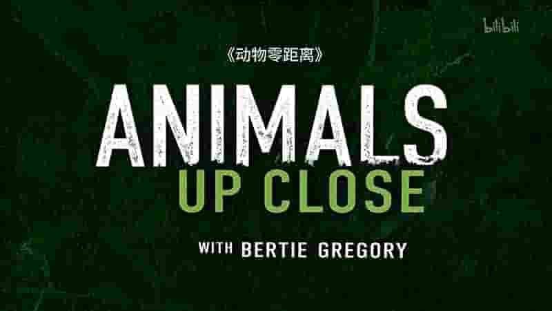 国家地理《贝尔蒂·格雷戈里：与动物零距离 Animals Up Close with Bertie Gregory 2023》第1季全6集 英语中英双字 4K超高清网盘