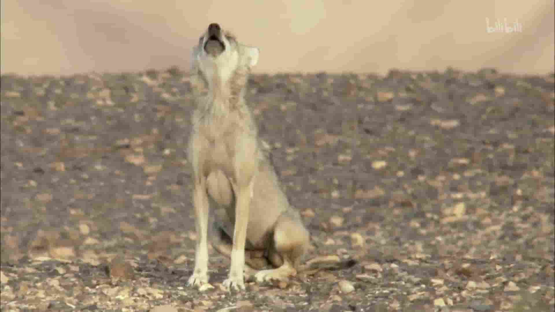 美国纪录片《沙漠生存者：阿拉伯狼 Desert Survivors: The Arabian Wolf 2016》全1集 英语中英双字 1080P高清网盘
