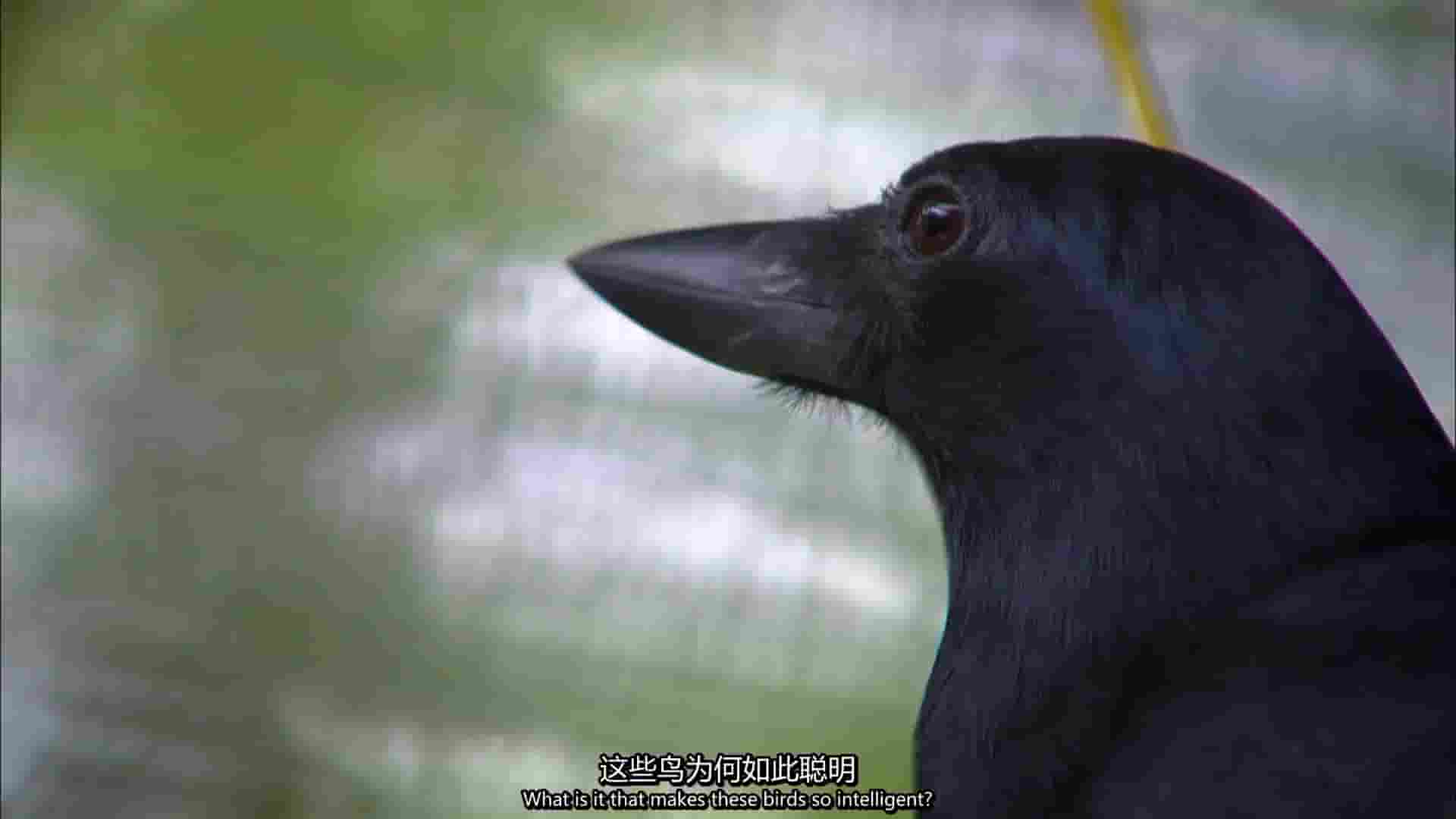 德国纪录片《喙与脑：使用工具的鸟类 Beak and Brain: Genius Birds from Down Under 2013》全1集 英语中英双字 1080P高清网盘