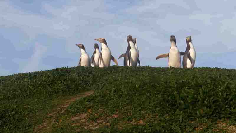新西兰纪录片《探秘企鹅王国 Penguin Central 2019》全1集 国语中字 4K超高清网盘