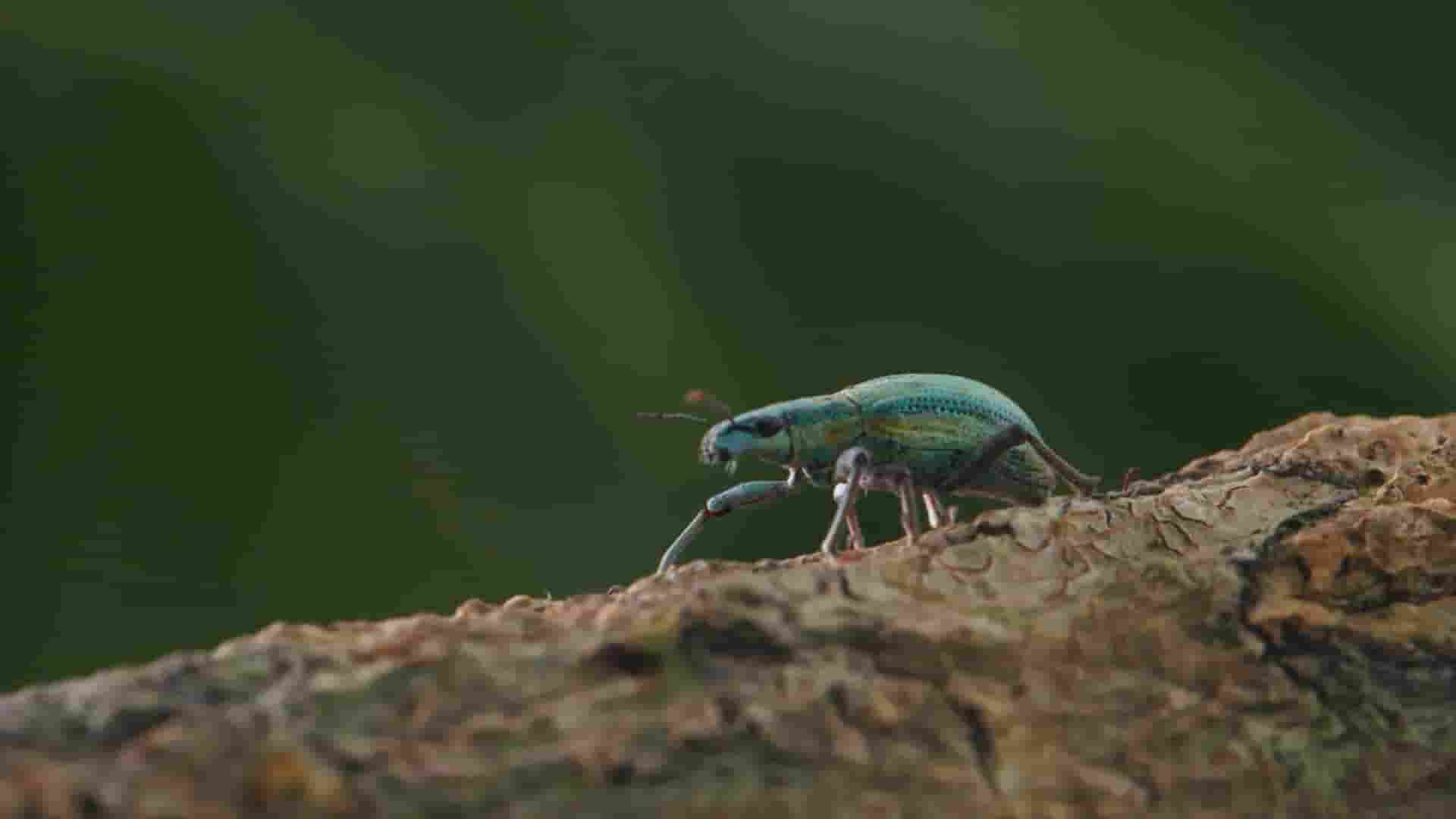 美国纪录片《虫临天下 Bugs That Rule the World 2025》第1季全4集 英语中英双字 1080P高清网盘