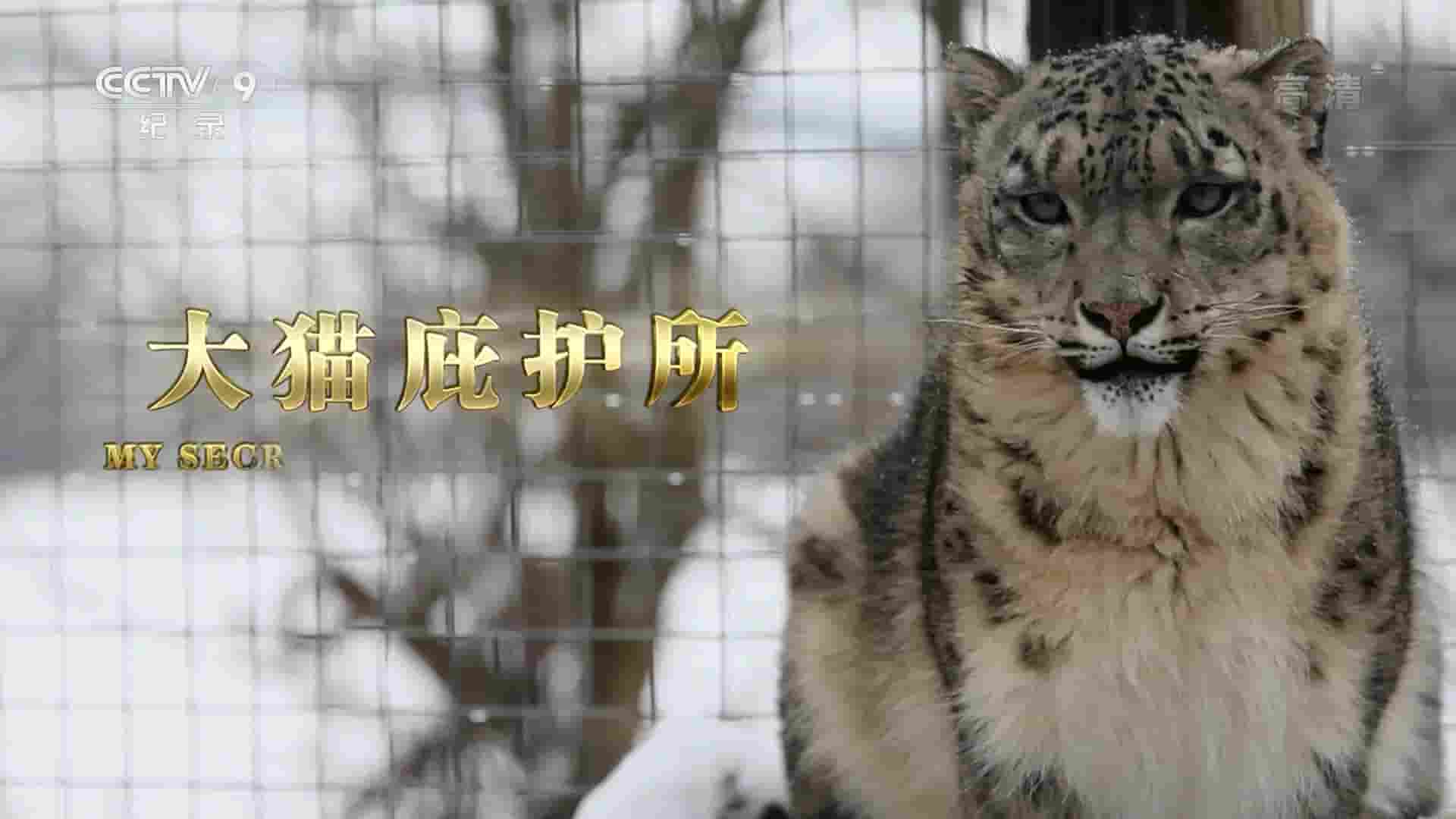 央视纪录片《大猫庇护所 My Secret Big Cat Sanctuary 2017》全2集 国语中字 1080P高清网盘