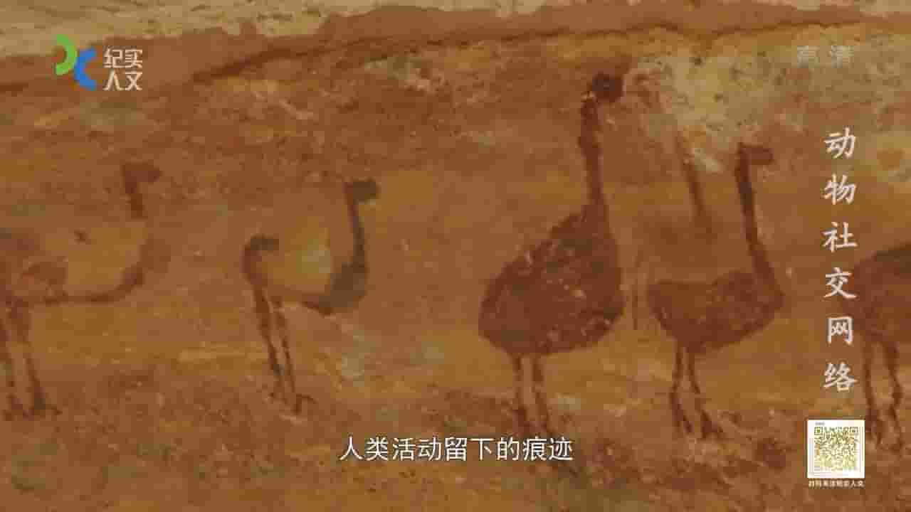 加拿大纪录片《动物社交网络 Animal Social Networks 2021》全5集 国语中字 1080P高清网盘